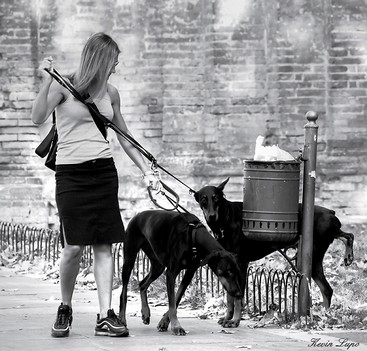 Lady Dobermann.jpg